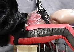 Sissy male trains his thrall to be bulky. In case of resistance, this chab will be punished with a bastonade. Training focuses mainly on goo swallowin