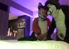 Two Gay Furries Fucking 2